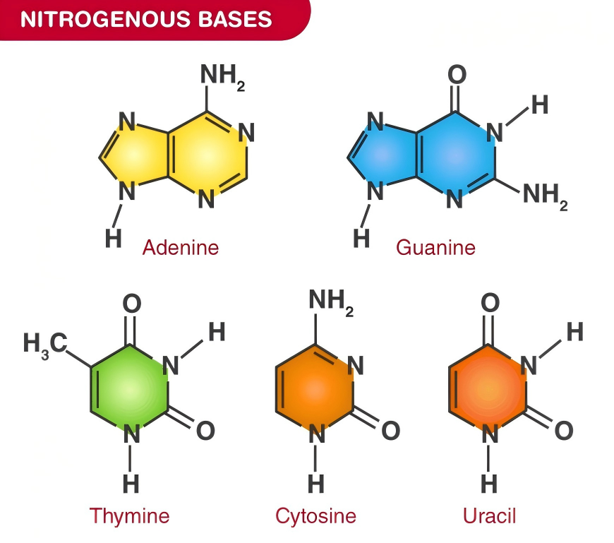NucleoPrime® - Ingredient Description